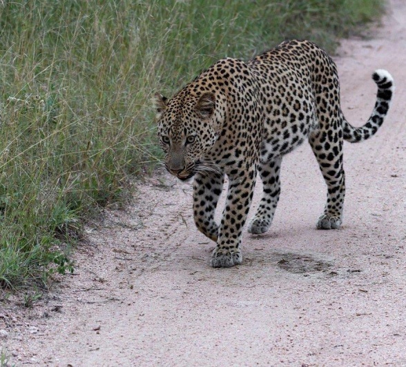 A male leopard was spotted walking along the road. 