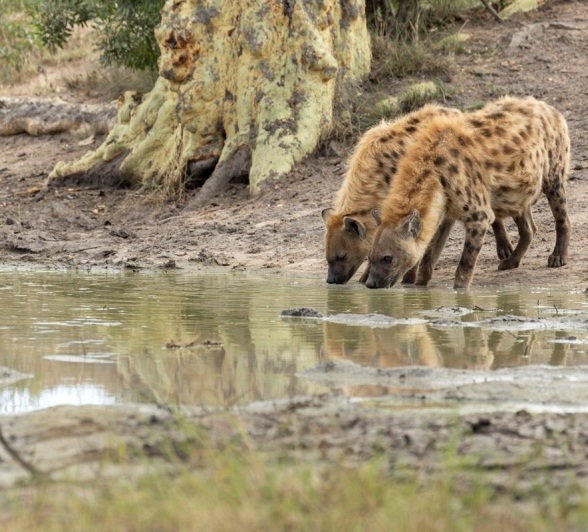 Two hyenas drink from a waterhole. Two hyenas drink from a waterhole.