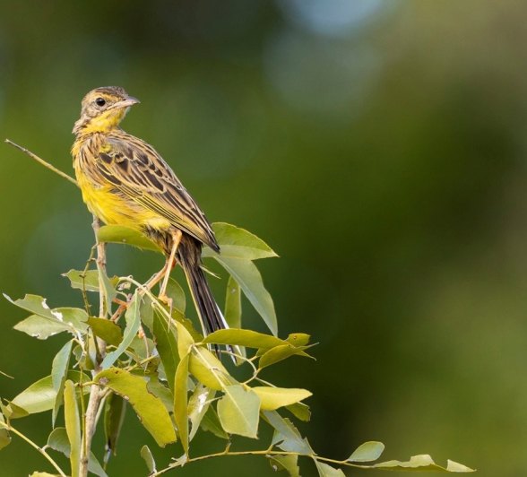 A longclaw perches on a branch. A longclaw perches on a branch.