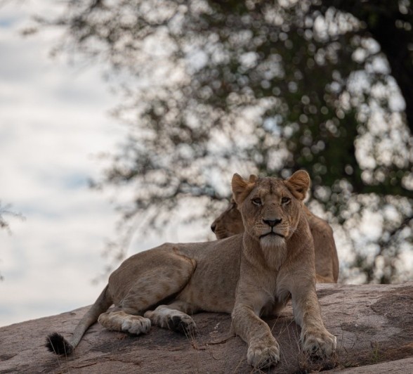 Sabi Sabi Jamiel Southern Pride On Rock Sabi Sabi Jamiel Southern Pride On Rock