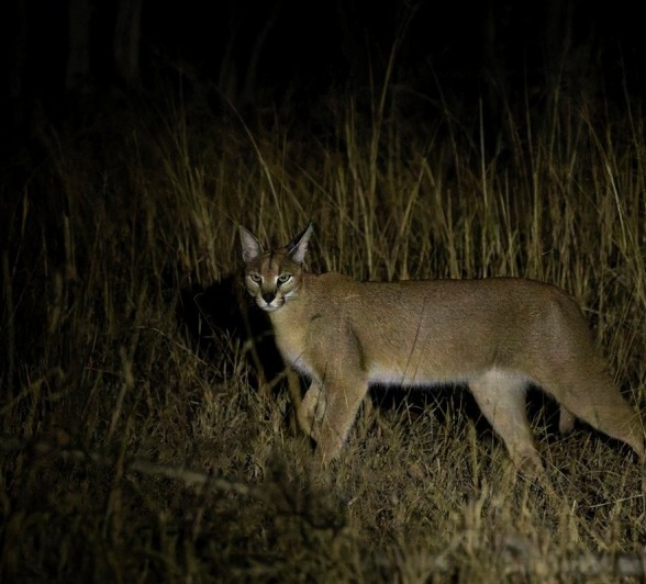 Sabi Sabi Benjamin Loon Caracal Sabi Sabi Benjamin Loon Caracal