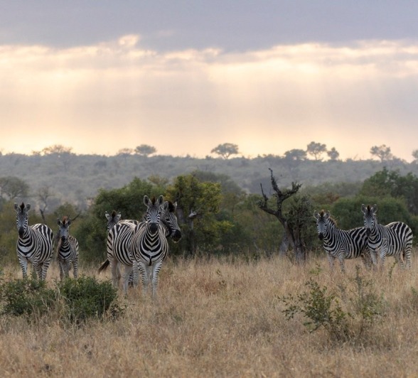 A dazzle of zebras spotted in the veld