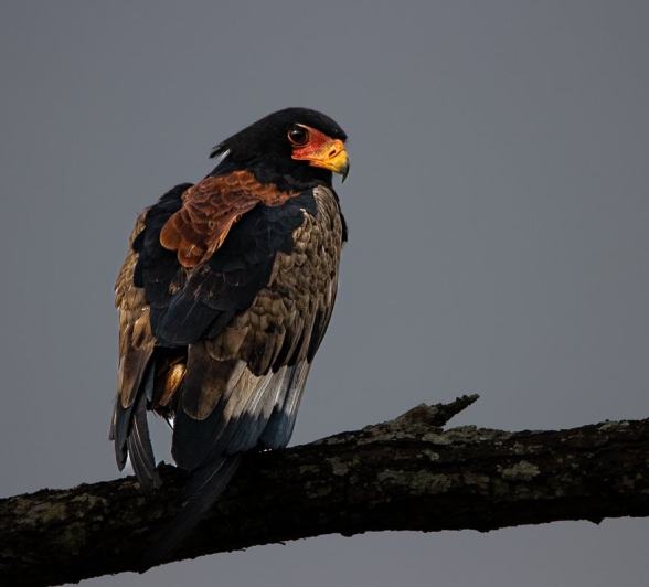 Sabi Sabi Ronald Mutero Bateleur Eagle Sabi Sabi Ronald Mutero Bateleur Eagle