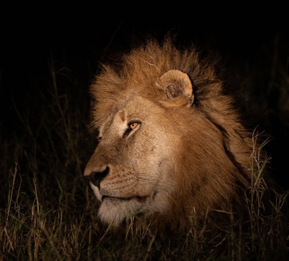 The Gijima male spotted during a night grive from Sabi Sabi. The Gijima male spotted during a night grive from Sabi Sabi.