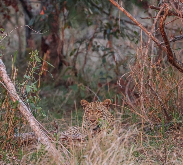A leopard, known as Jacana, seen through the grass during a game drive. A leopard, known as Jacana, seen through the grass during a game drive.