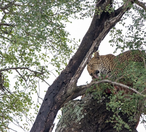Sabi Sabi Ronald Mutero Khurhula In Tree