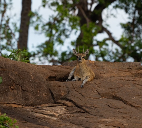 Sabi Sabi Viviane Ladner Klipspringer On Rocks