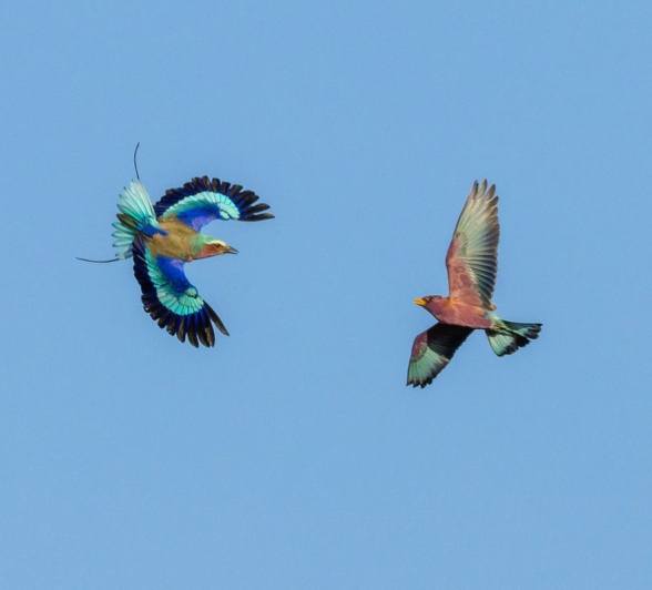 Sabi Sabi Benjamin Loon Broad Billed Roller Lilac Breasted Roller
