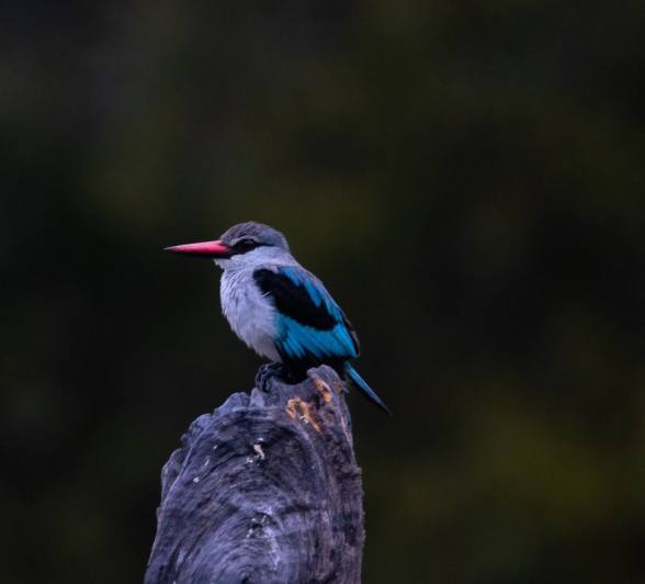 Sabi Sabi Ronald Mutero Woodland Kingfisher