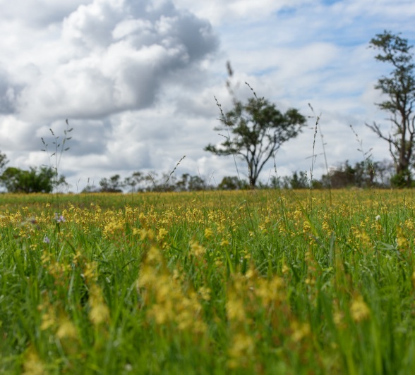 A grassland landscape capture