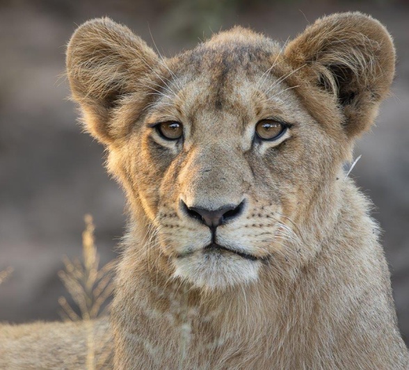 A cub from the Southern Pride will soon reach sub-adulthood. A cub from the Southern Pride will soon reach sub-adulthood.
