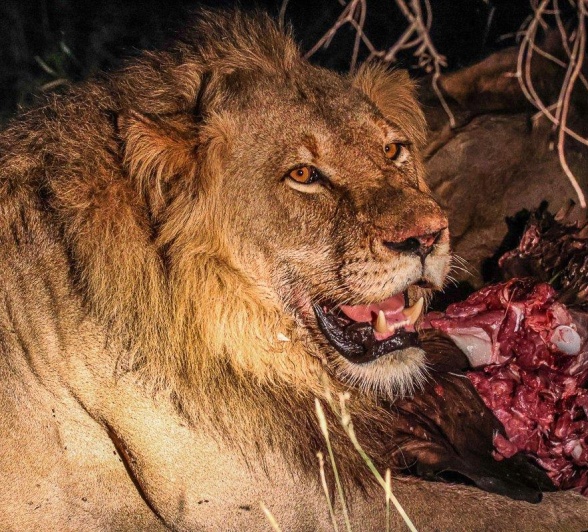 The Talamati male lions were finishing off the remains of the young buffalo kill they had made before slowly moving off deeper into our reserve. The Talamati male lions were finishing off the remains of the young buffalo kill they had made before slowly moving off deeper into our reserve.