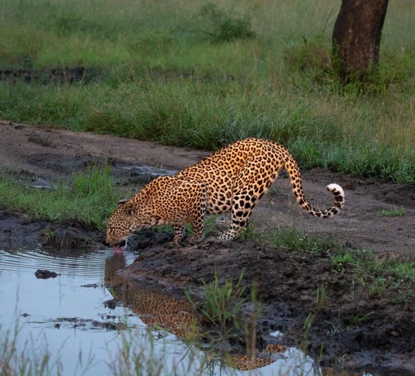 Golonyi drinks from a waterhole after enjoying a feast. Golonyi drinks from a waterhole after enjoying a feast.