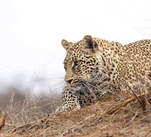 Sabi Sabi Ronald Mutero Ntsumi Cub On Outcrop Sabi Sabi Ronald Mutero Ntsumi Cub On Outcrop