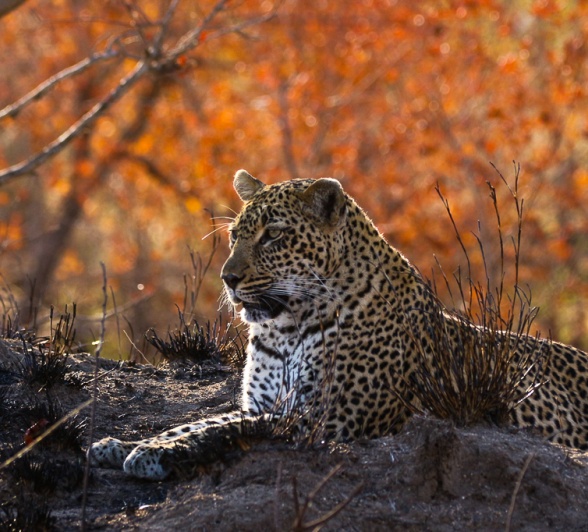 A leopard surveys the landscape in a recently burned area. A leopard surveys the landscape in a recently burned area.