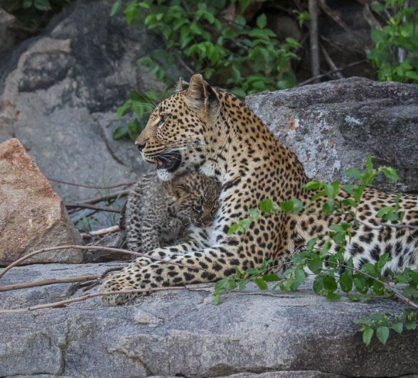 A special moment between Golonyi and her cub. A special moment between Golonyi and her cub.