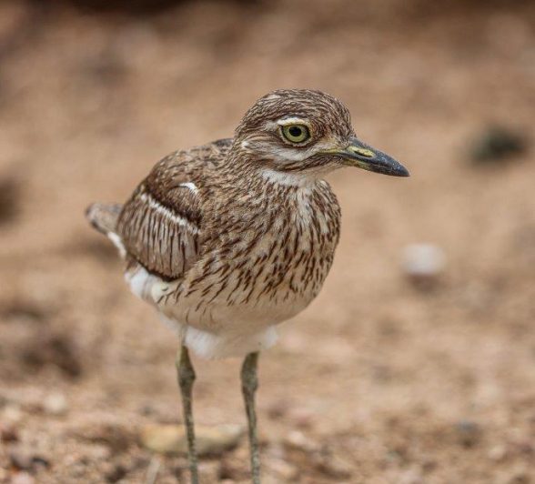 A Water thick-knee camoflages well with the sand. A Water thick-knee camoflages well with the sand.