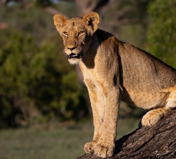 A sub-adult member of the Msuthlu pride stands alert. A sub-adult member of the Msuthlu pride stands alert.