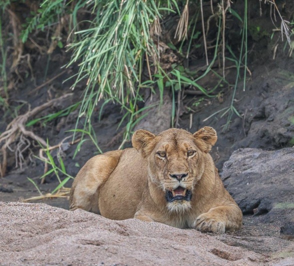 A member of the Southern pride rests in the cool sand. A member of the Southern pride rests in the cool sand.
