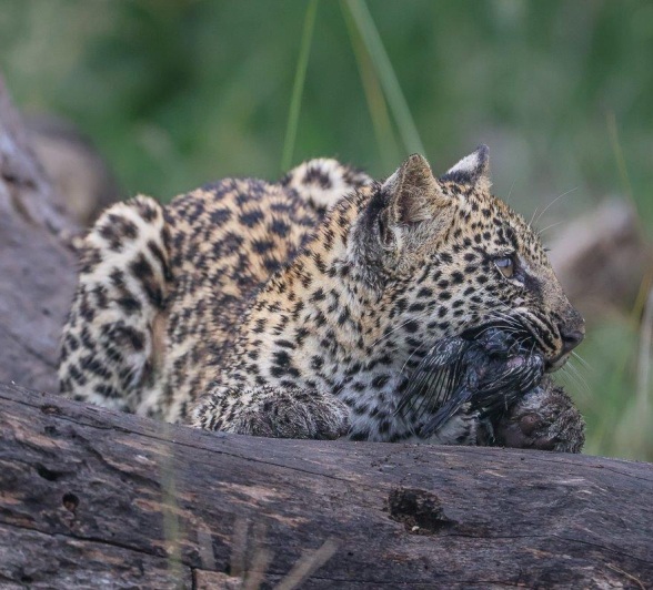 Golonyi, the female leopard, gnaws on a bone. Golonyi, the female leopard, gnaws on a bone.