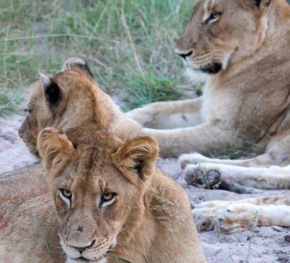 Sabi Sabi Jan Nel Msuthlu Pride Members Sabi Sabi Jan Nel Msuthlu Pride Members