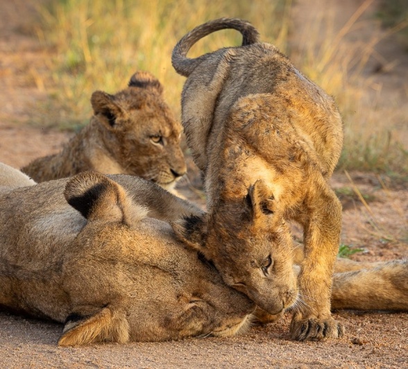 Sabi Sabi Jp Van Rooyen Msuthlu Pride Members Sabi Sabi Jp Van Rooyen Msuthlu Pride Members