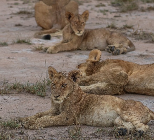 Sabi Sabi Ruan Mey Msuthlu Young Lions