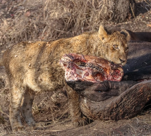 Sabi Sabi Ruan Mey Msuthlu Lions Eating Buffalo Sabi Sabi Ruan Mey Msuthlu Lions Eating Buffalo