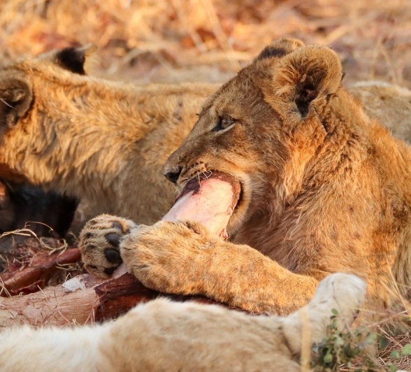 A cub from the Musuthlui pride chews on a bone. A cub from the Musuthlui pride chews on a bone.