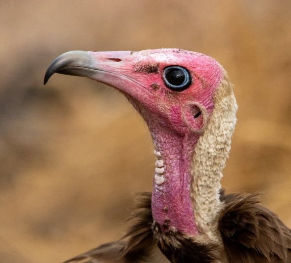 Sabi Sabi Ronald Mutero Hooded Vulture Sabi Sabi Ronald Mutero Hooded Vulture