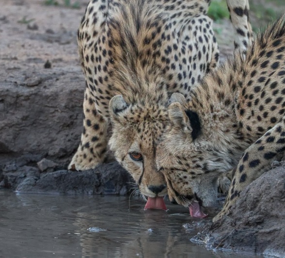Sabi Sabi Ruan Mey Cheetahs Sabi Sabi Ruan Mey Cheetahs