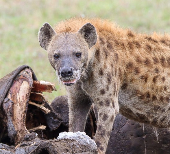Sabi Sabi Jana Du Plessis Hyena On Hippo