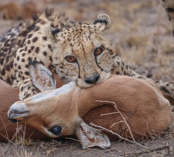 Sabi Sabi Ruan Mey Cheetah With Kill