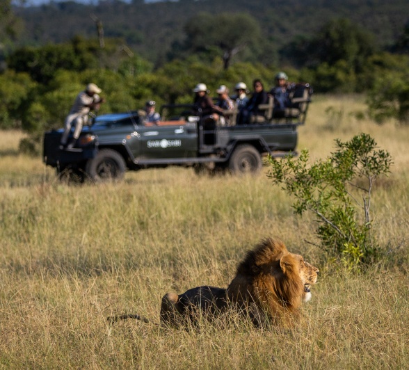 A lion rests within the bush veld while guests on a safari vehicle observe it
