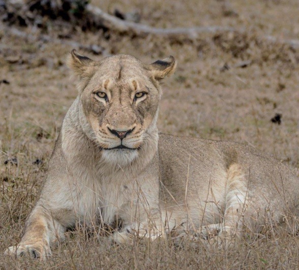 A member of the Talamati pride. A member of the Talamati pride.