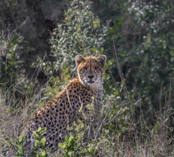 The cheetah continued to contact call until eventually we heard a return chirp. 