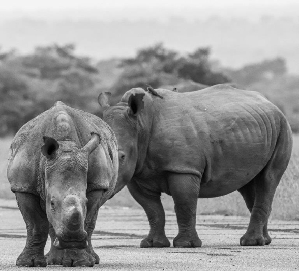These prehistoric looking animals are being slaughtered around Africa These prehistoric looking animals are being slaughtered around Africa