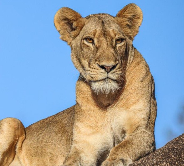 The Southern Pride is one of the favourites around our reserve The Southern Pride is one of the favourites around our reserve