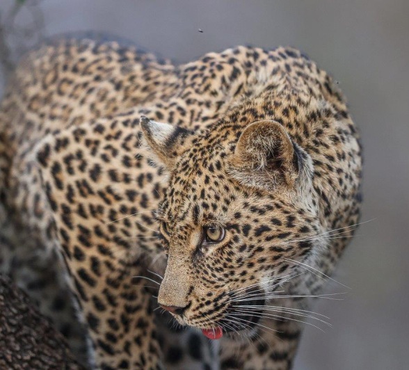 Sabi Sabi Ronald Mutero Ntsumi Cub Sabi Sabi Ronald Mutero Ntsumi Cub