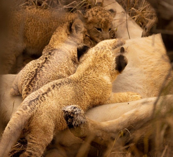 Msuthlu lion cubs suckling from their mother, a vital bonding and nourishing moment in their early life. Msuthlu lion cubs suckling from their mother, a vital bonding and nourishing moment in their early life.