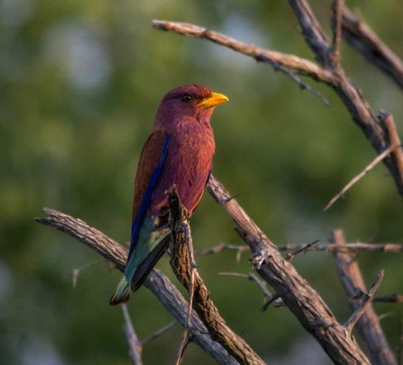 A Broad-billed roller perches on a branch. A Broad-billed roller perches on a branch.