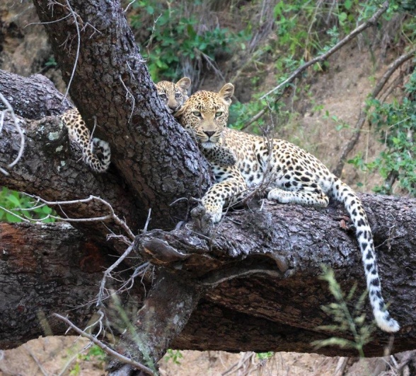 Sabi Sabi Jan Nel Golonyi Cub In Tree