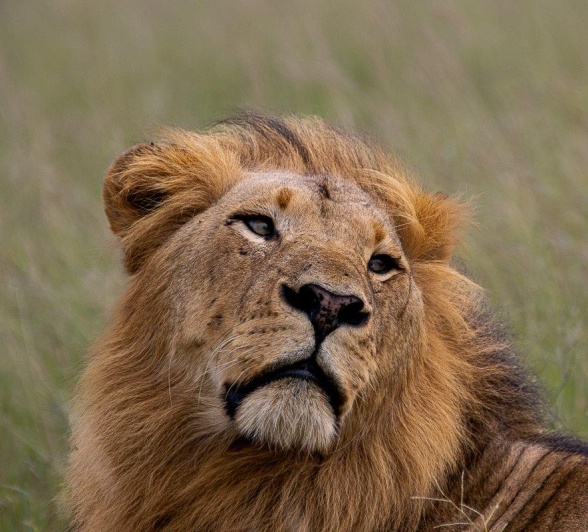 A male lion from the Kambula pride. A male lion from the Kambula pride.