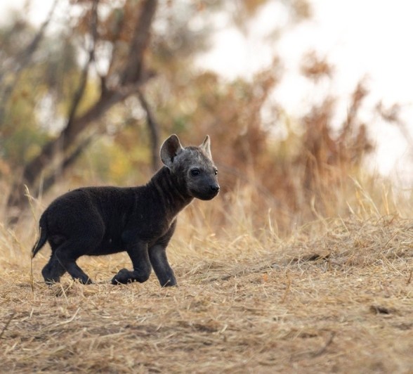 Sabi Sabi Benjamin Loon Hyena Pup Early Morning Sabi Sabi Benjamin Loon Hyena Pup Early Morning