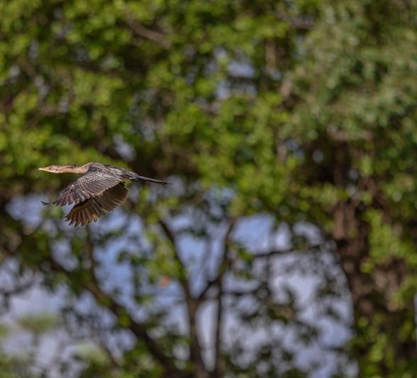 Sabi Sabi Ruan Mey Reed Cormorant Flying Sabi Sabi Ruan Mey Reed Cormorant Flying