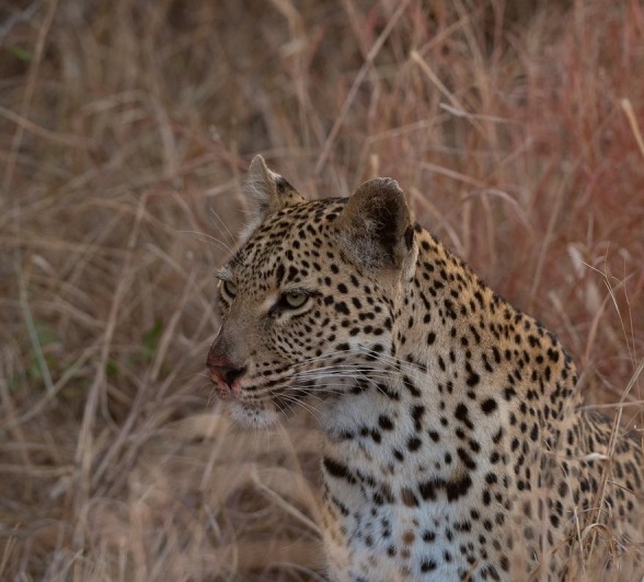 Sabi Sabi Viviane Ladner Golonyi Cub In Grass Sabi Sabi Viviane Ladner Golonyi Cub In Grass