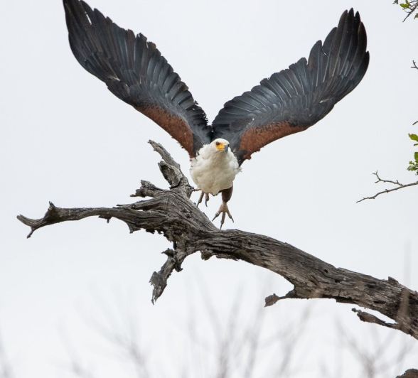 Sabi Sabi Ronald Mutero African Fish Eagle Takes Flight Sabi Sabi Ronald Mutero African Fish Eagle Takes Flight