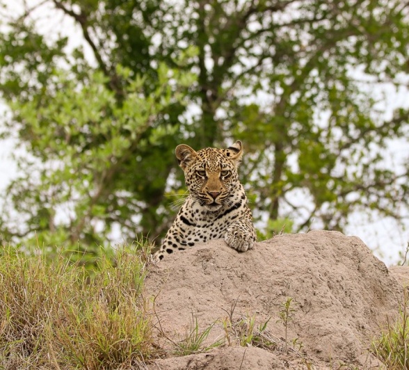 Spotted at Sabi Sabi! The Golonyi cub.