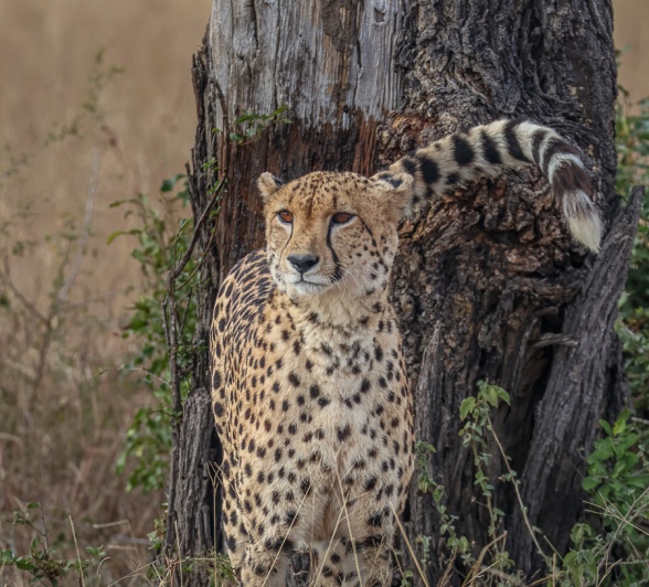 Sabi Sabi Ruan Mey Cheetah Stands At Tree
