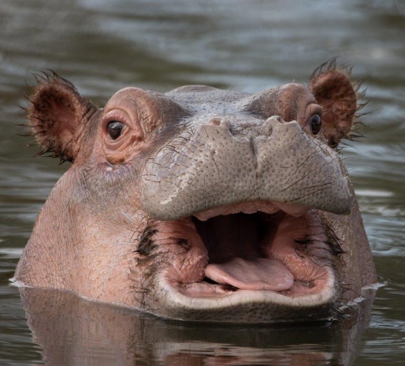 To add to the excitement, we spent time with a pod of hippos who also hosted a calf. 